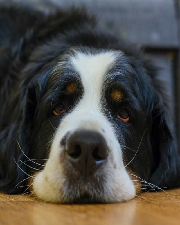 Bernese Mountain Dog