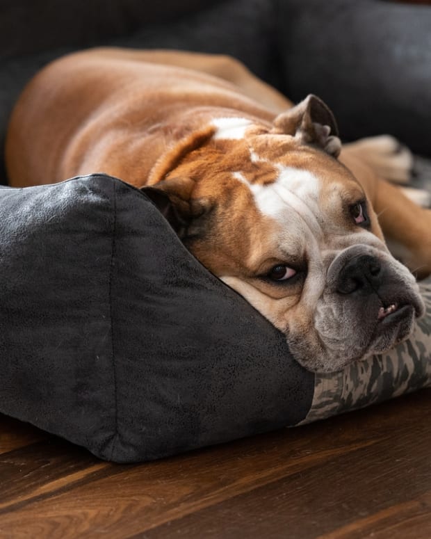 English bulldog bed outlet