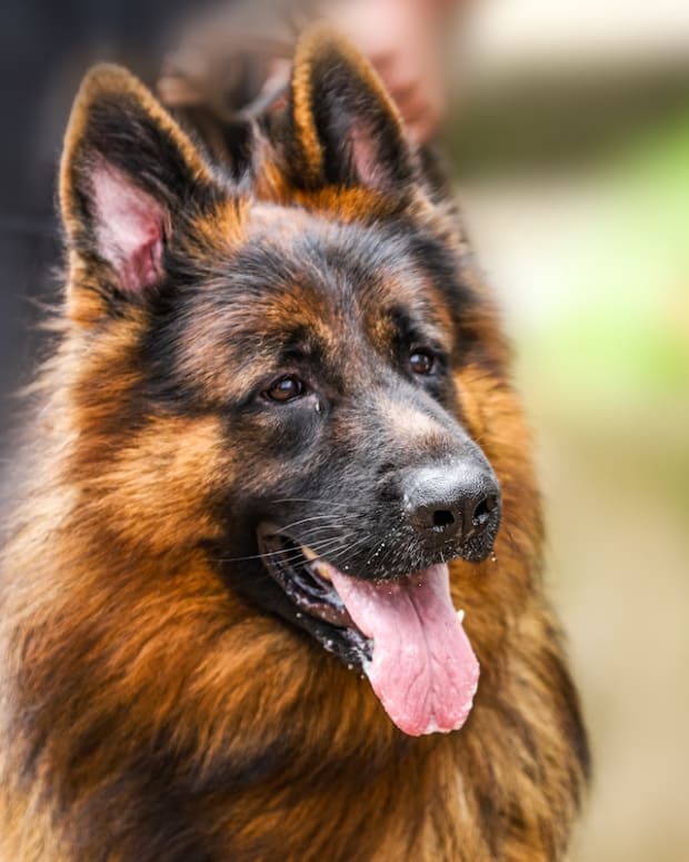 German shepherd teddy bear store