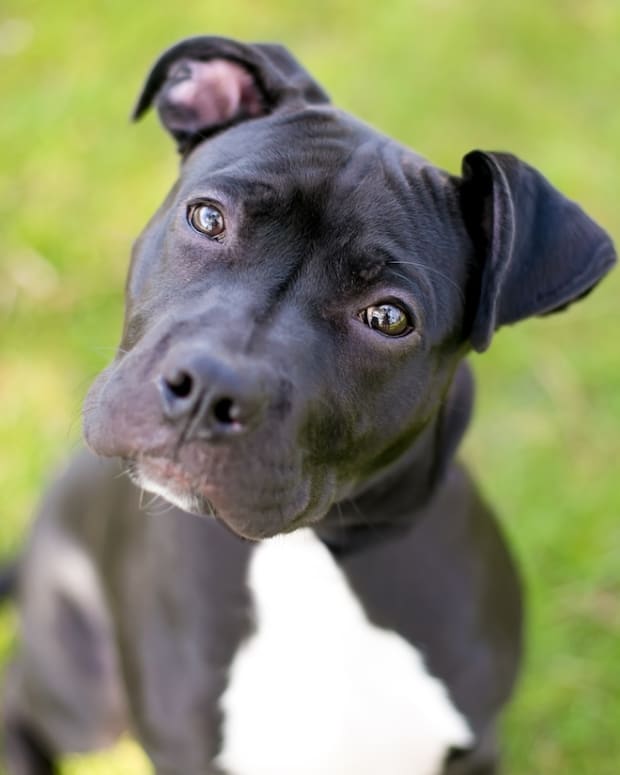 Precious Pit Bull Decides To Open His Own Bark Box Unbeknownst To Mom Parade Pets