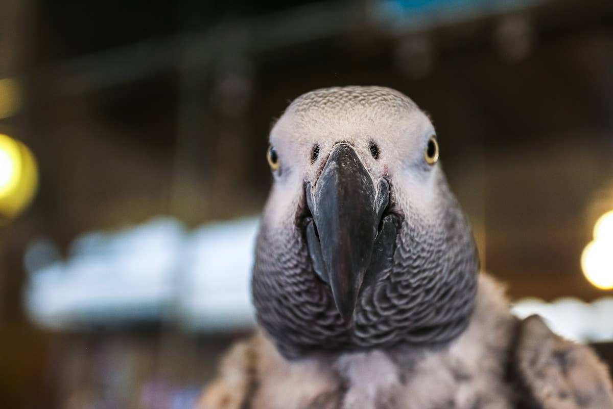 https://paradepets.com/.image/c_fill%2Cg_faces%3Acenter/NTowMDAwMDAwMDAwMDUwMDU5/african-grey.jpg