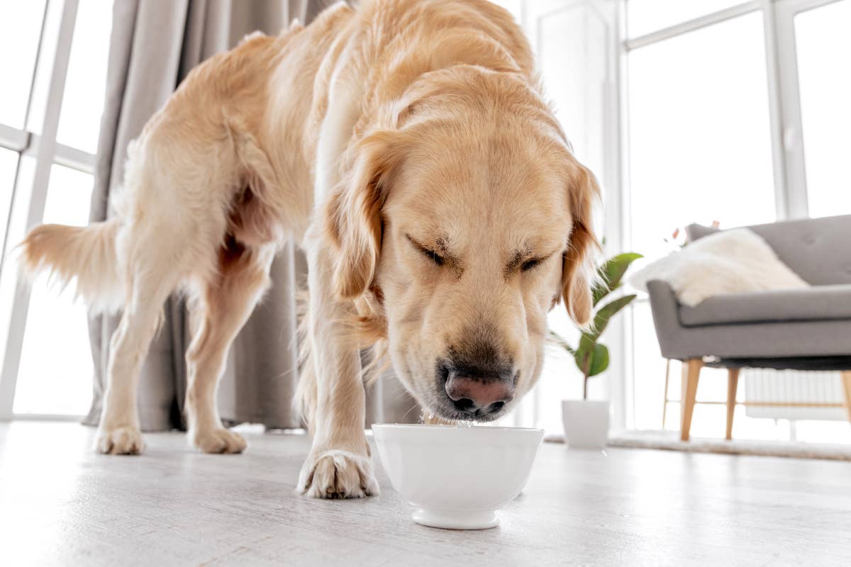 dịch vụ giữ chó qua đêm