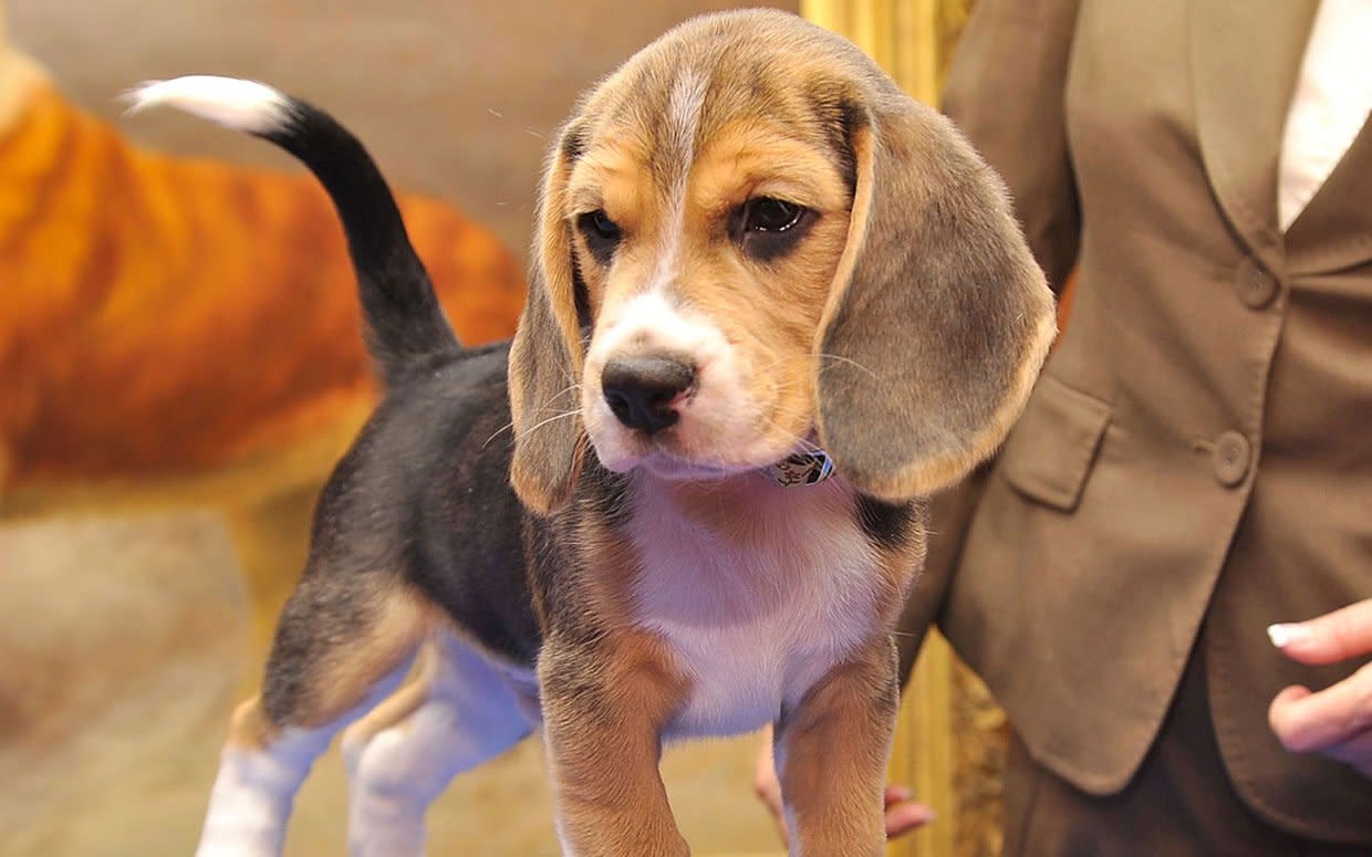 Top Smartest Dogs Rank Akc Top 10 Famous Dogs In The World Akc