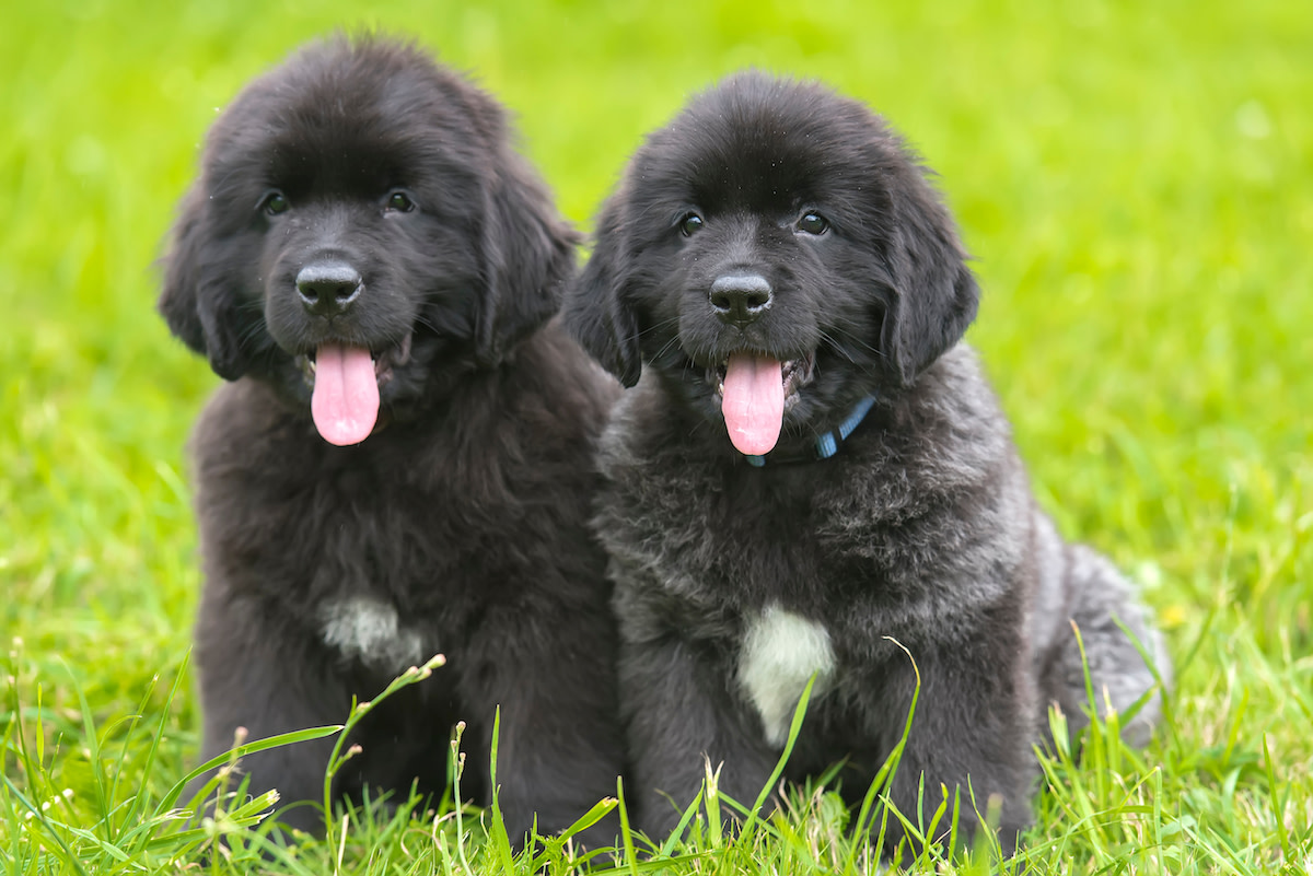 Newfoundland Puppies Going Through Their 'Dinosaur Phase' Are So Adorable It Hurts