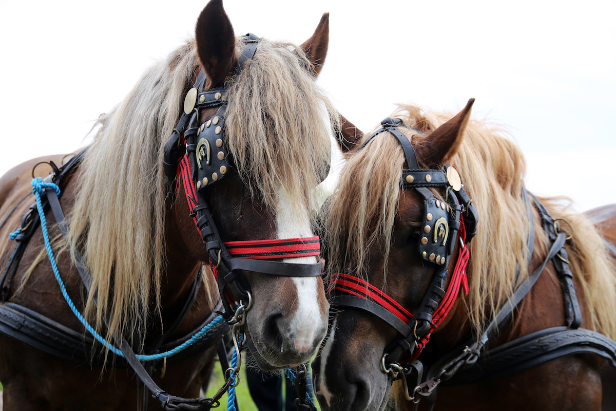 super bowl commercials budweiser clydesdales