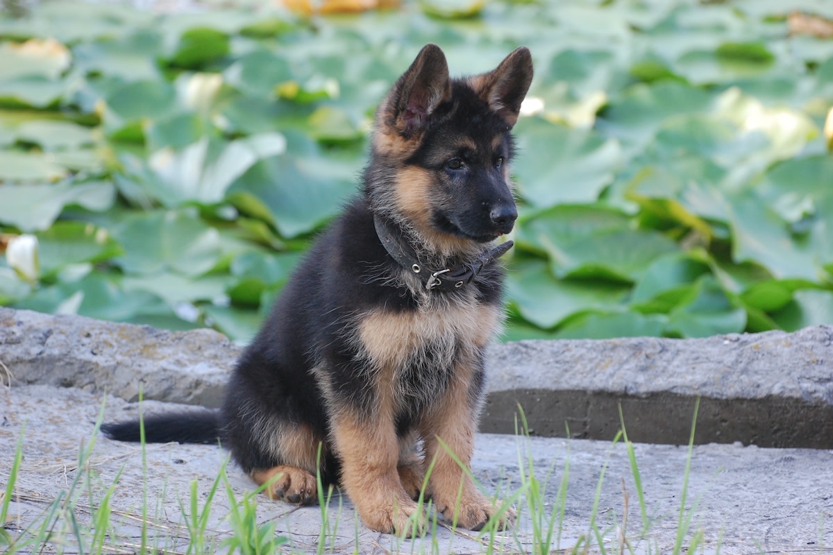 German Shepherd Puppy's Precious Ears Make Him Look Just Like a Fluffy Fox