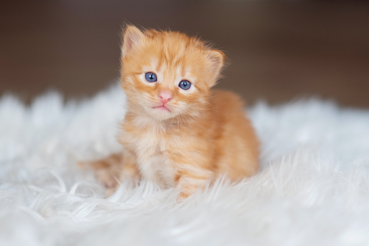 Stillwater Siberians - Siberian Forest Cattery in the Pacific Northwest, image size:1200x800