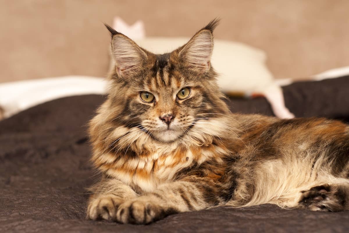 Maine Coon Cat's Magical Mountain Trot Is So Gorgeous It Could Be