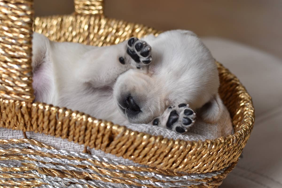 Labby Pup Labrador Puppy Haul