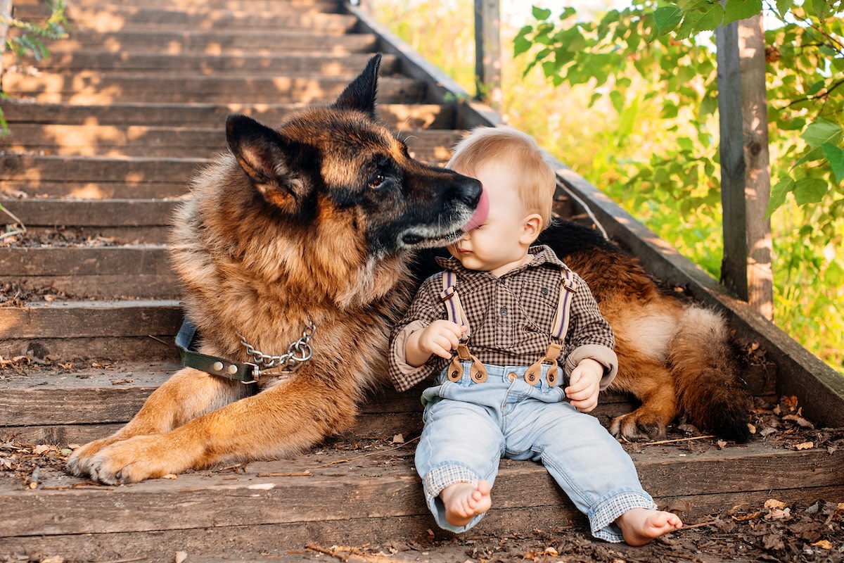 German Shepherd Sweetly Gives Baby Kisses After 'Scaring' Her with His Epic  Howls - Parade Pets