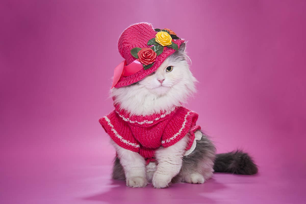 open lace back dress ShuRung Cat Birthday Princess Costume for Cat Kitten Crown Hat Tutu Skirt Cat  Princess Hat Cat Bandana Halloween Small Pet Outfit for Cats Kittens L :  Buy Online at Best Price in