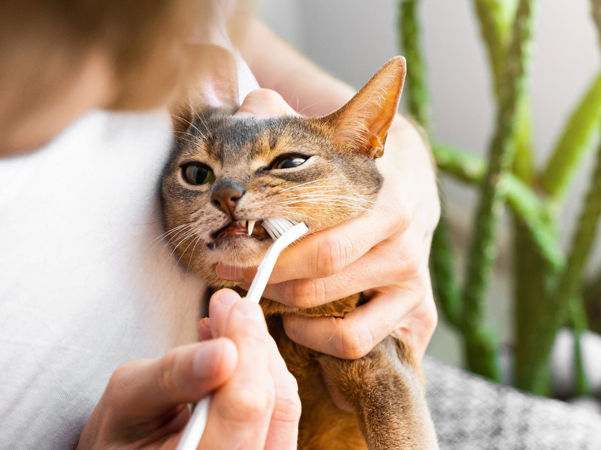 Should I Be Brushing My Cats Teeth: Essential Guide