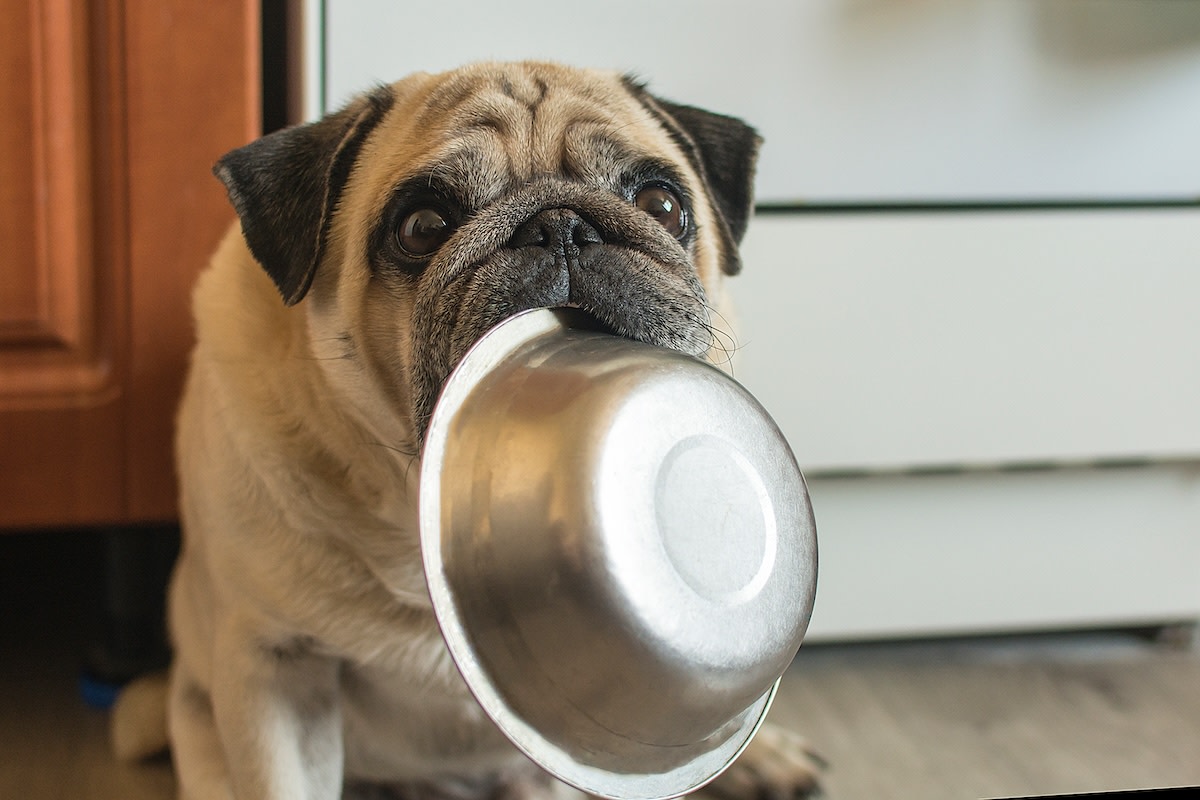 Pug Shamelessly Begs for 'Second Lunch' and Exactly Everyone Is Feeling Him  - Parade Pets, image size:1200x800