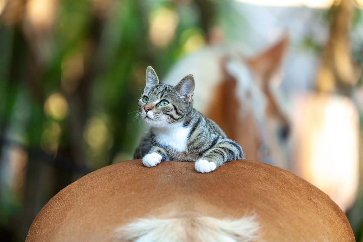 Cat Sweetly Rides Horse Friend in the Morning and They're the Most
