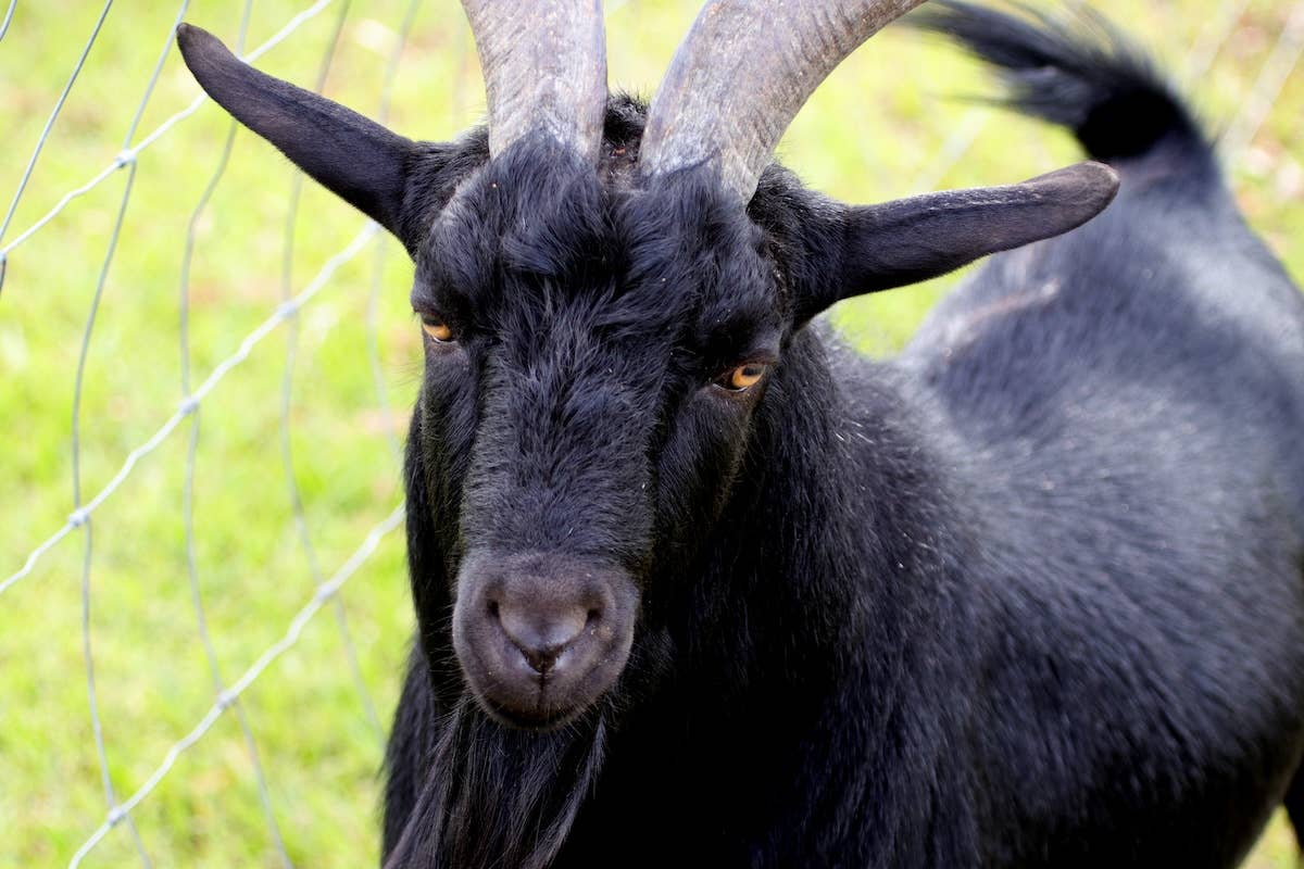 Loose Goat Hilariously 'Terrorizes' Detroit Neighborhood - Parade Pets