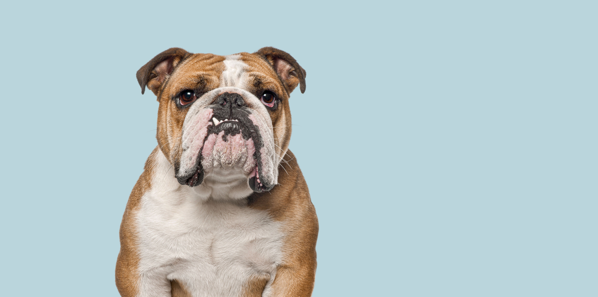 Bulldog - Parade Pets