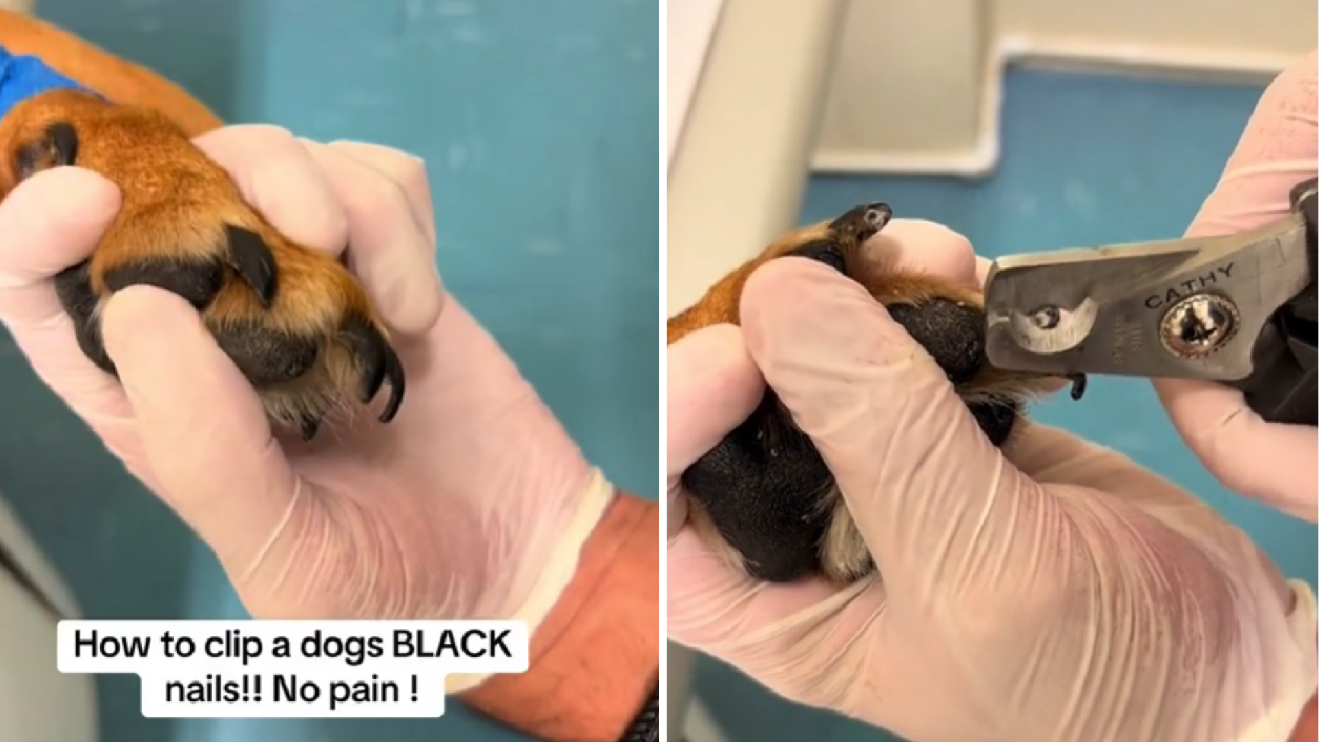 How To Clip A Dog
