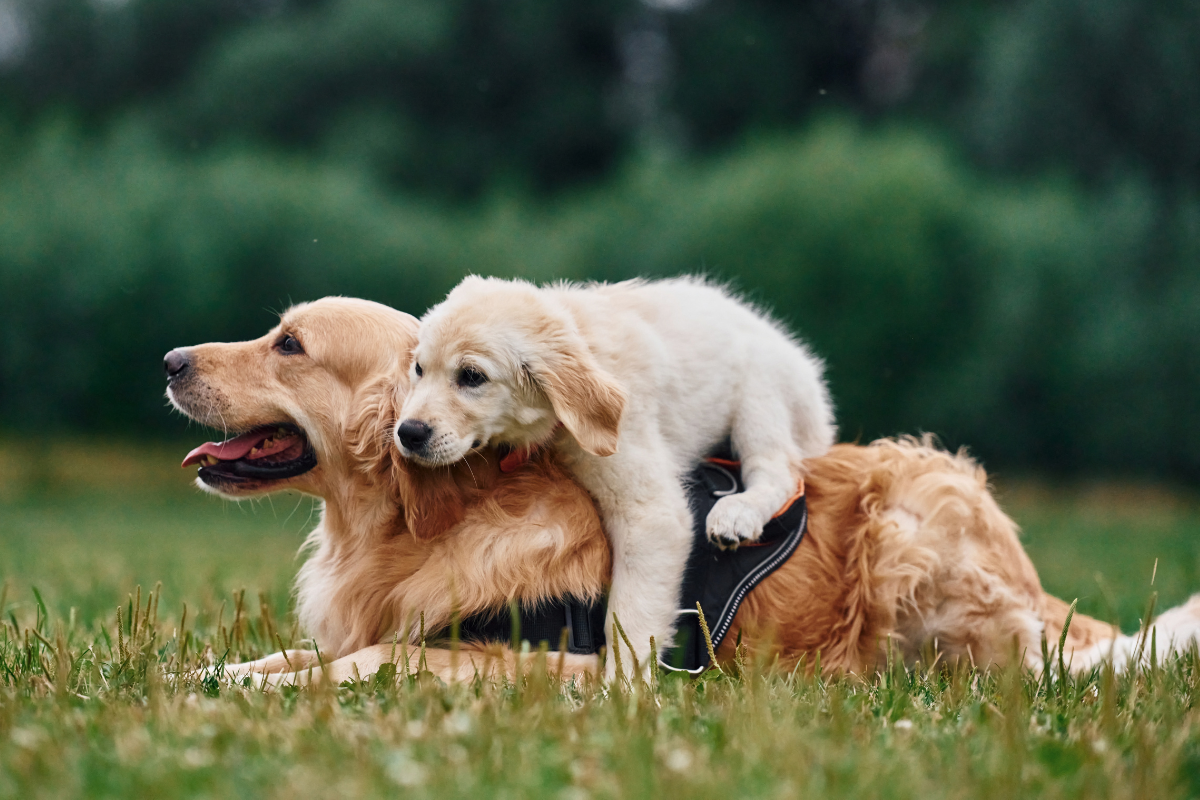 Cachorro Golden Retriever Sonriendo Golden Retriever」のアイデア