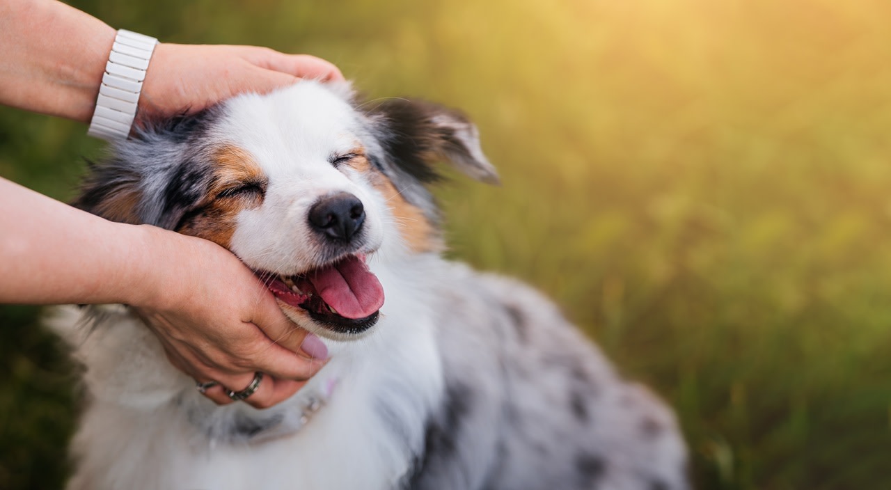 8 Words That Make Your Dog Feel Loved, Says a Trainer - Parade Pets