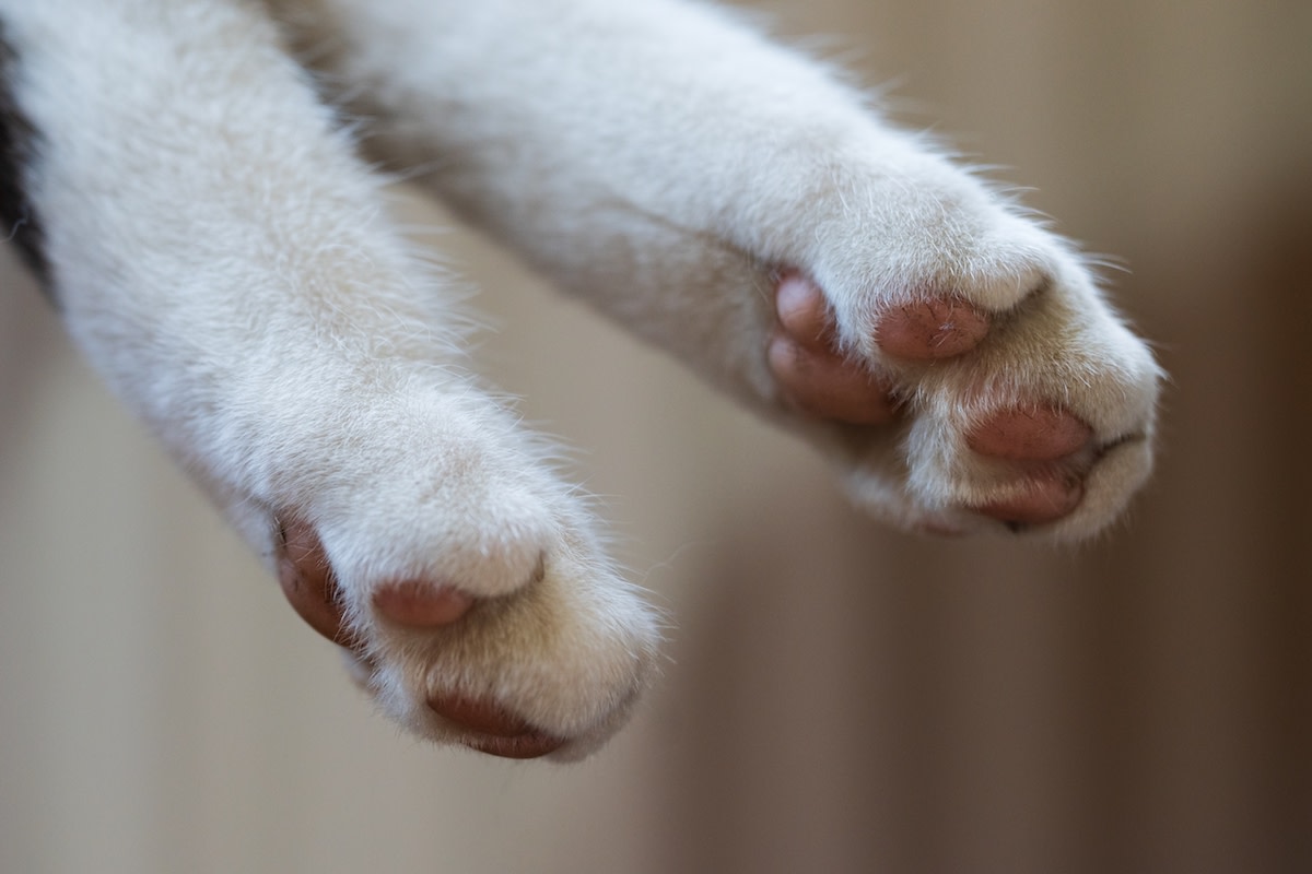 more-cats どんぐりひろたん Curly Hair Calico Cat Looks Like a Cute Stuffed Animal Left