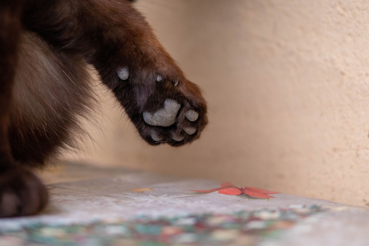 Rare Coffee-Colored Cat's Peepers Look Like Andes Mints - Parade Pets