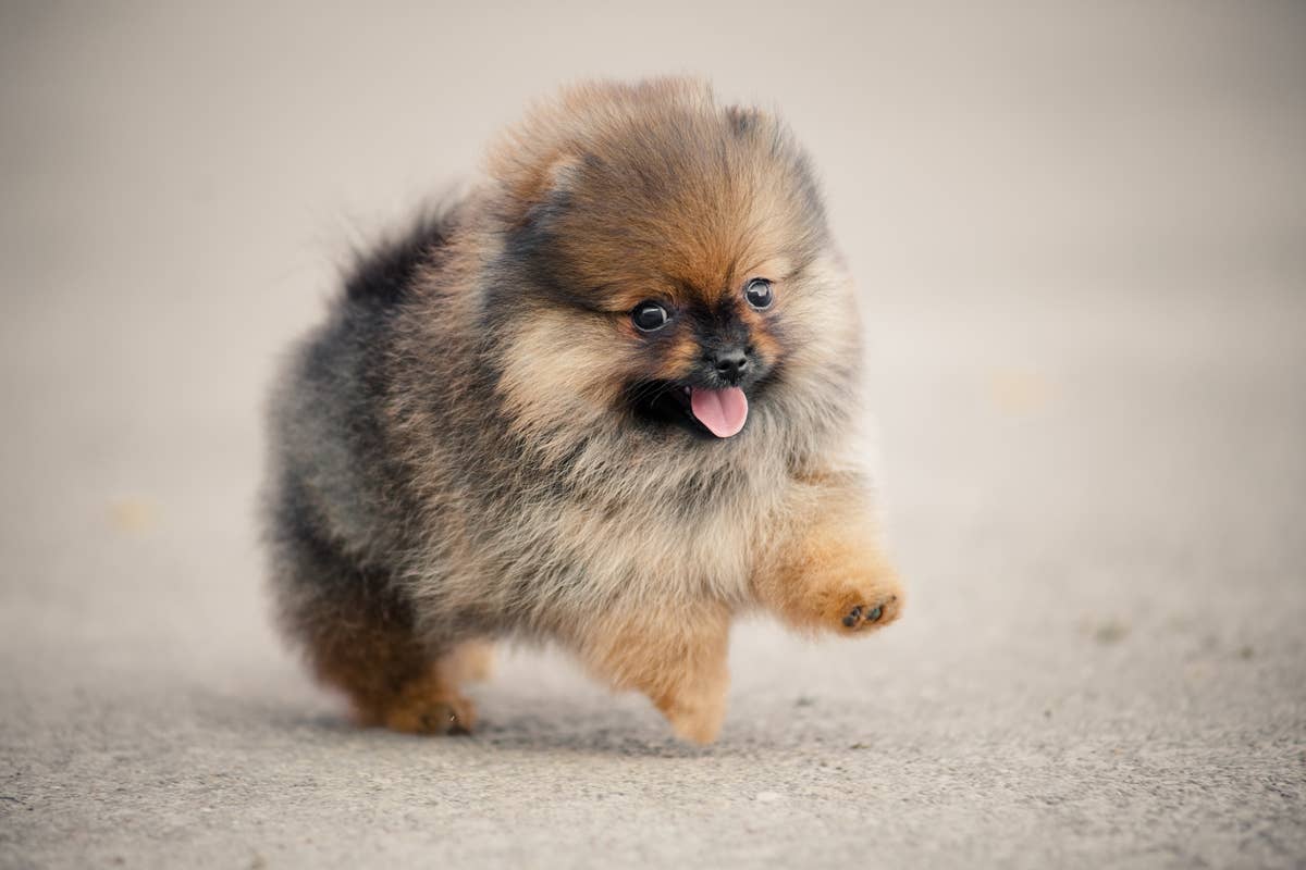 Pomeranian Puppy Too Cute to Be Real Shows Off Tiniest Hops In Adorable Video