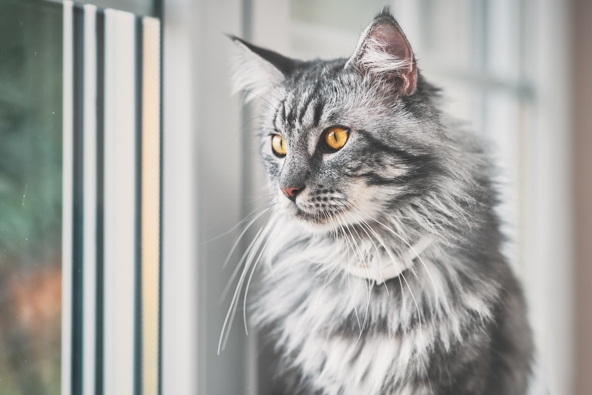 Piano-Playing Maine Coon Cats Are the Musical Duo Everyone