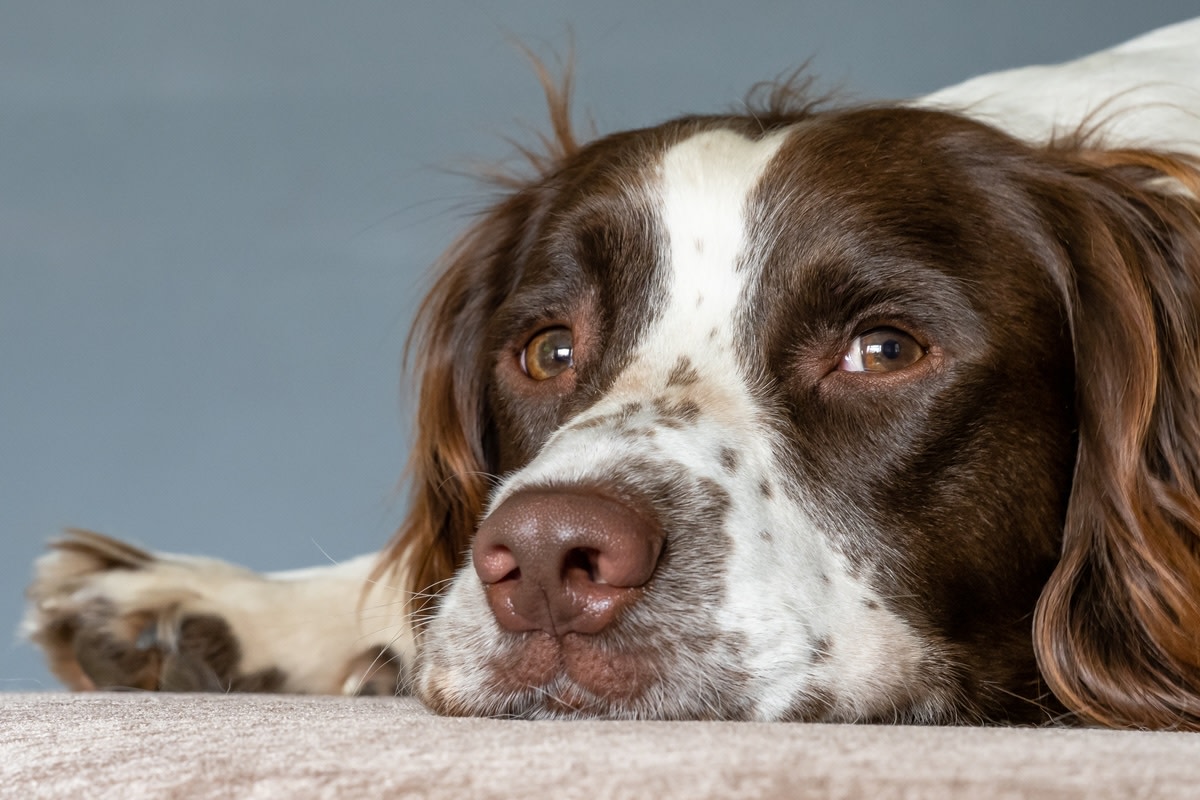 New English Springer Spaniel Parents Gaze at Their Puppy With