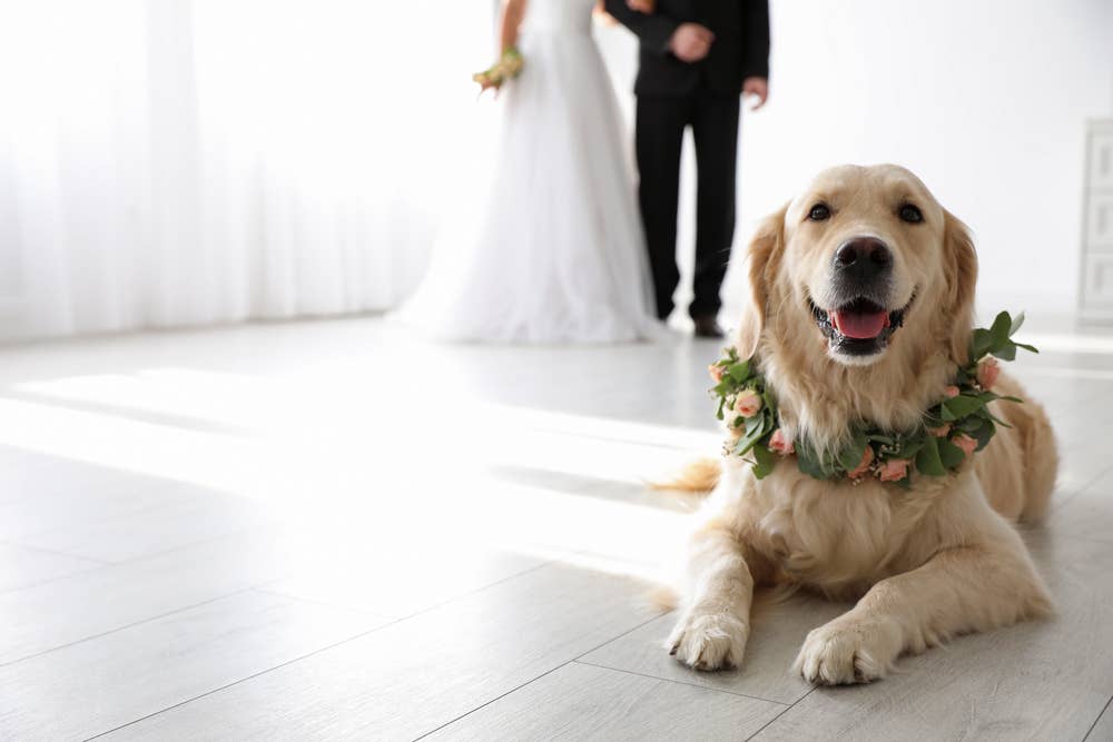 Golden Retriever Joins Mom and Dad's Wedding Dance and Pure Sweetness  Ensues - Parade Pets