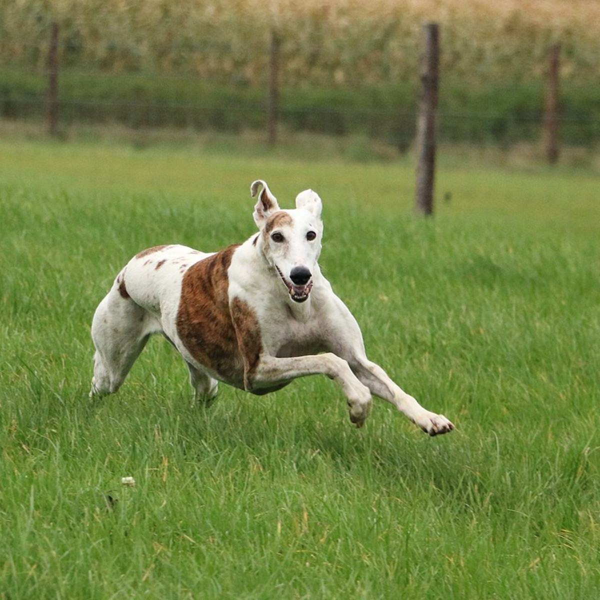 Tallest Dog Dog Fastest Great Dane 31 Fastest Dog Breeds In The