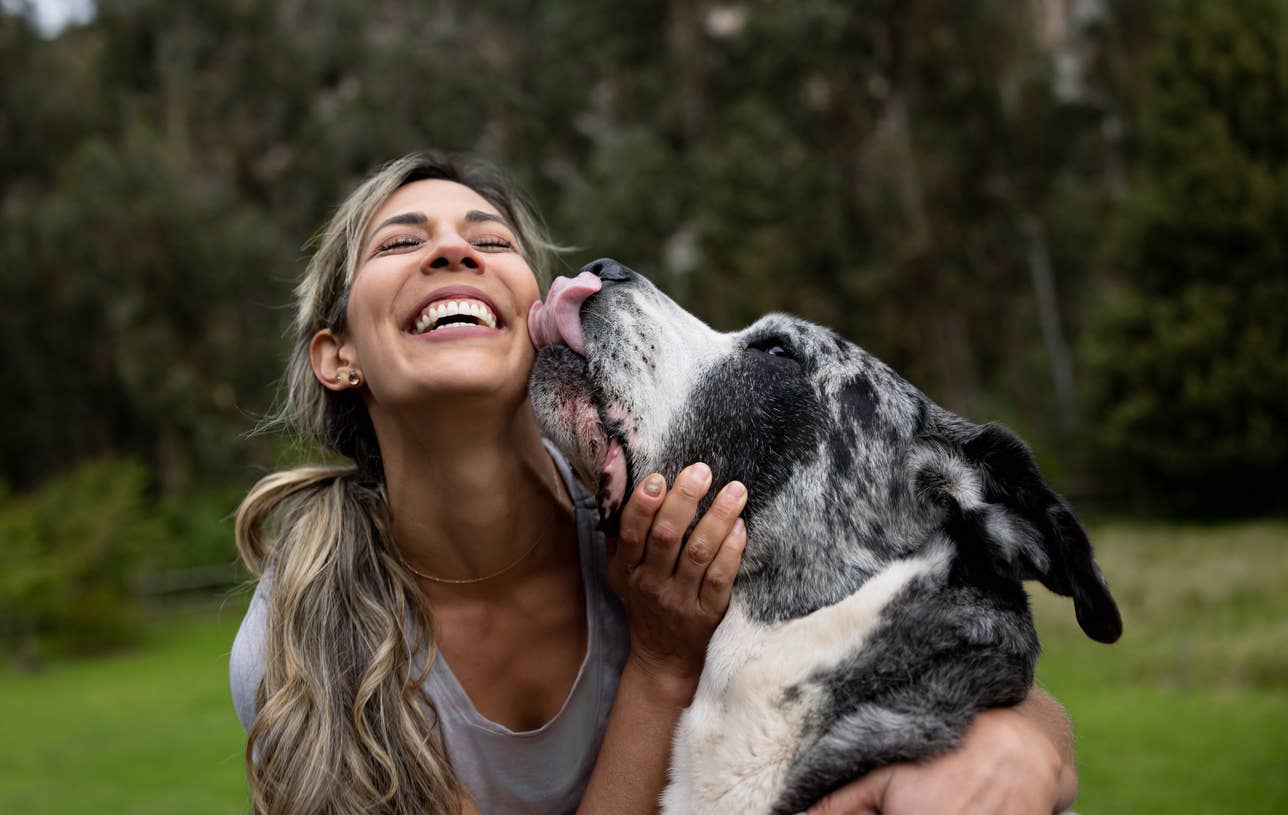 My Do Why Dog Lick My Face