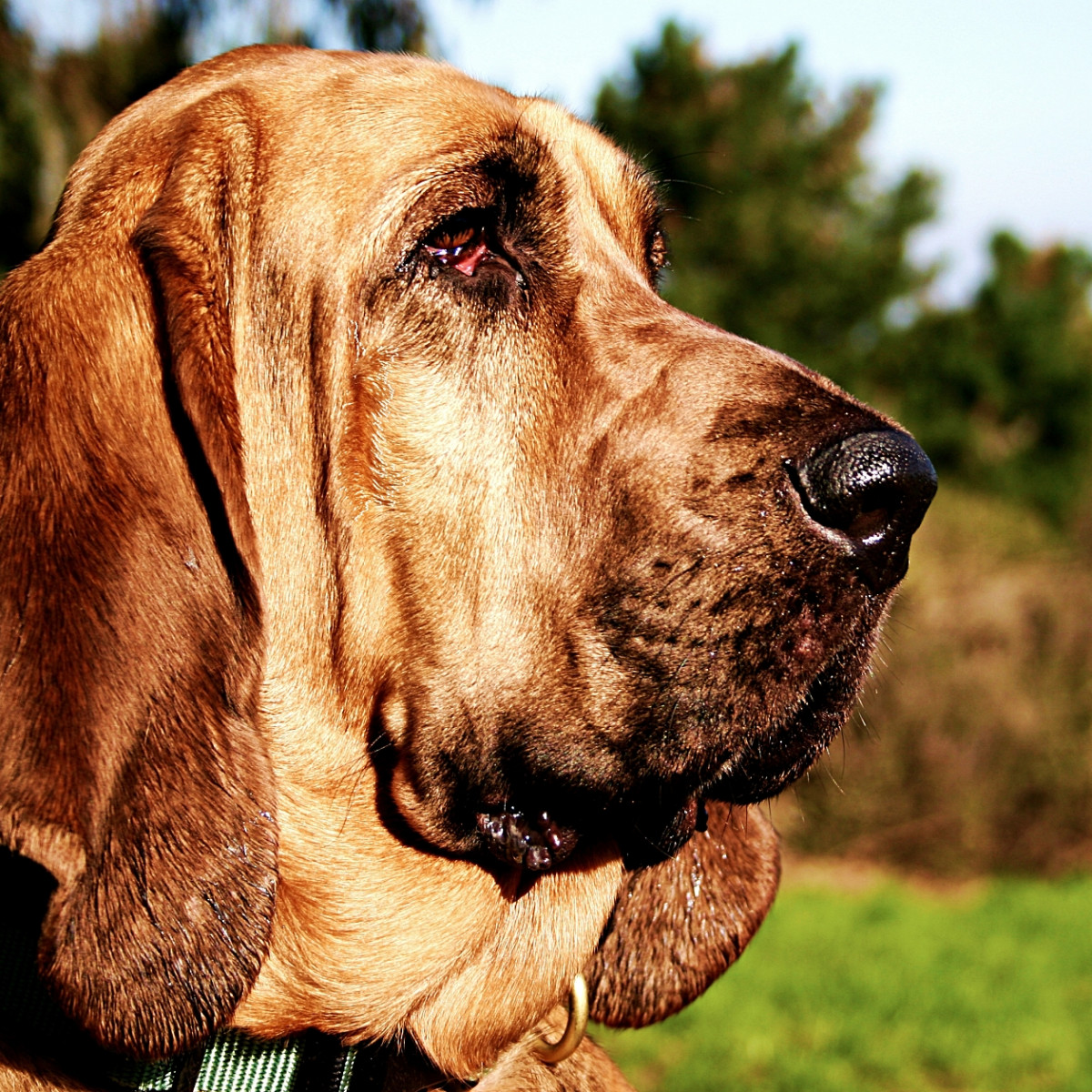 30+ Hound Dog Breeds - Parade Pets