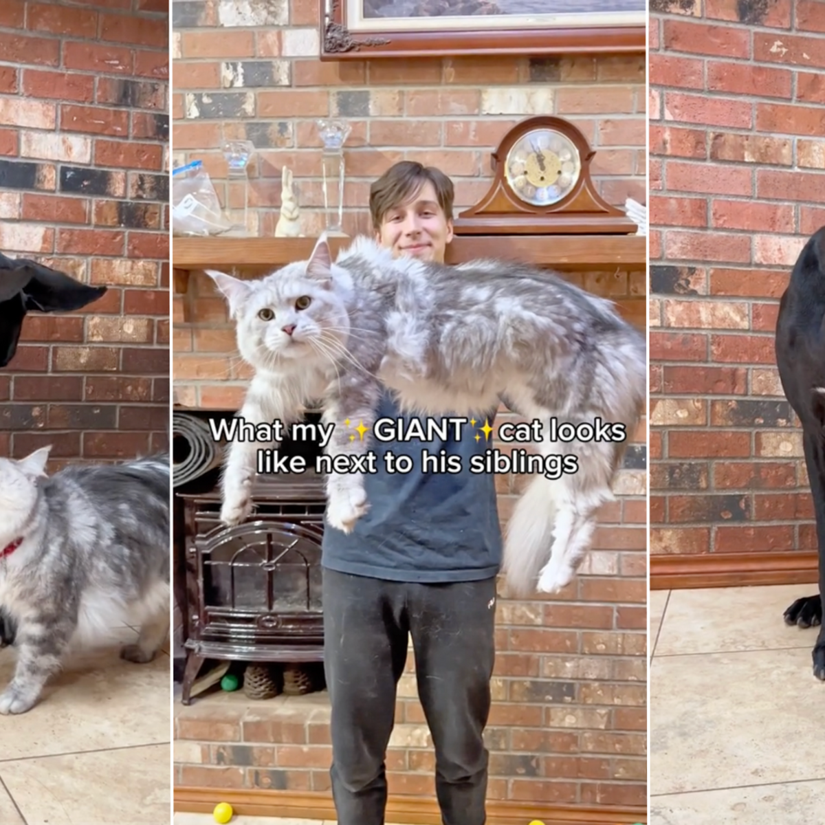 Top cat as big as a dog Shop