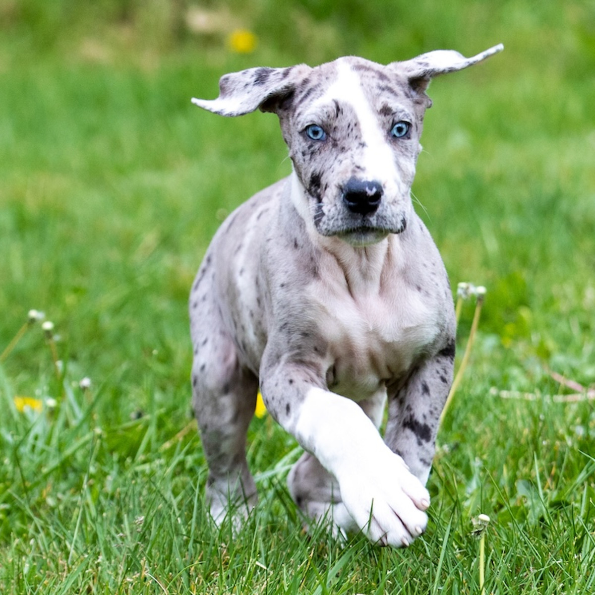 Great Dane's Puppy's Big Paws Have His Steps Sounding Like Stomps - Parade  Pets, image size:1200x1200