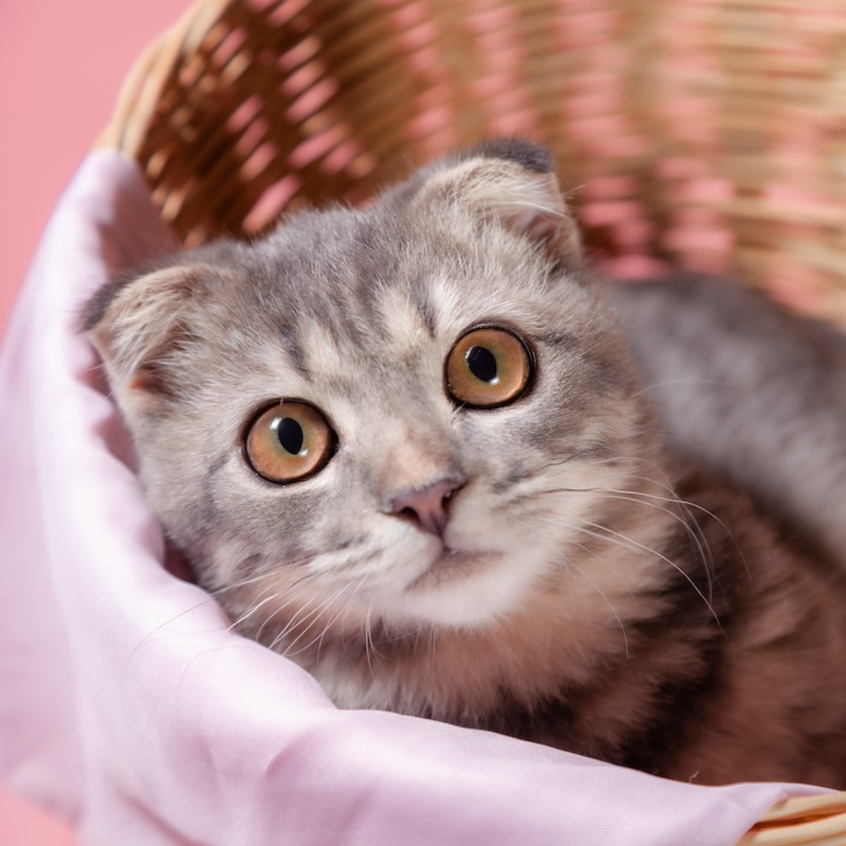 Young man holding baby scottish fold gray kitten. Portrait of a Cute,  beautiful and fluffy grey scottish fold cat Stock Photo - Alamy, image size:1200x1200