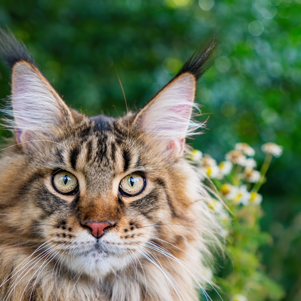 Maine Coon Cat's Magical Mountain Trot Is So Gorgeous It Could Be