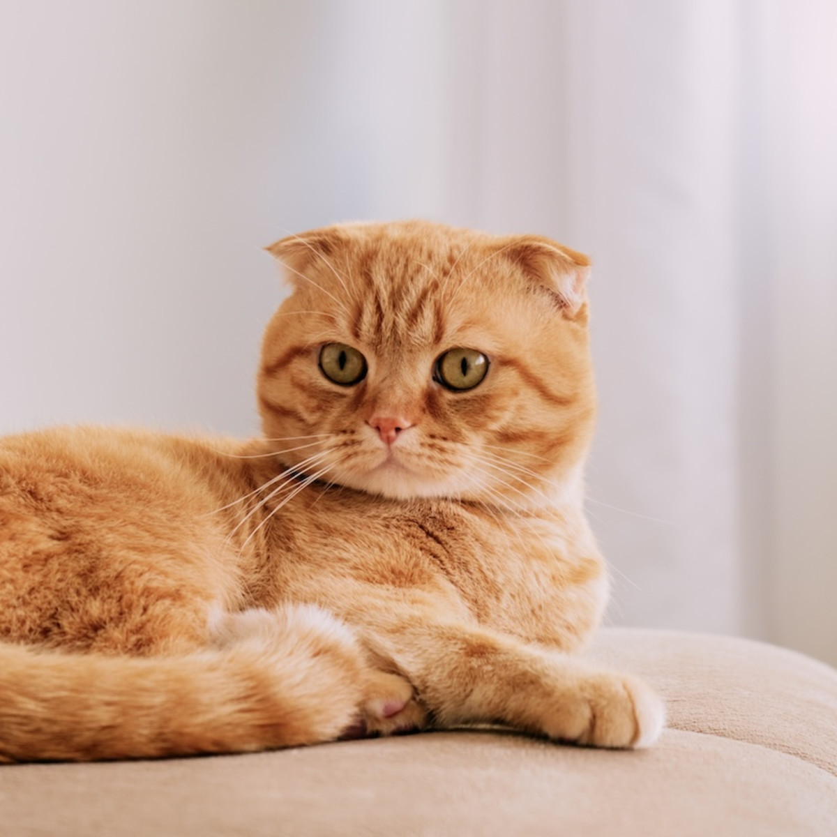 Scottish Fold Cat's Swift Kicking Correction for Mom Is a Total Brat Move -  Parade Pets, image size:1200x1200