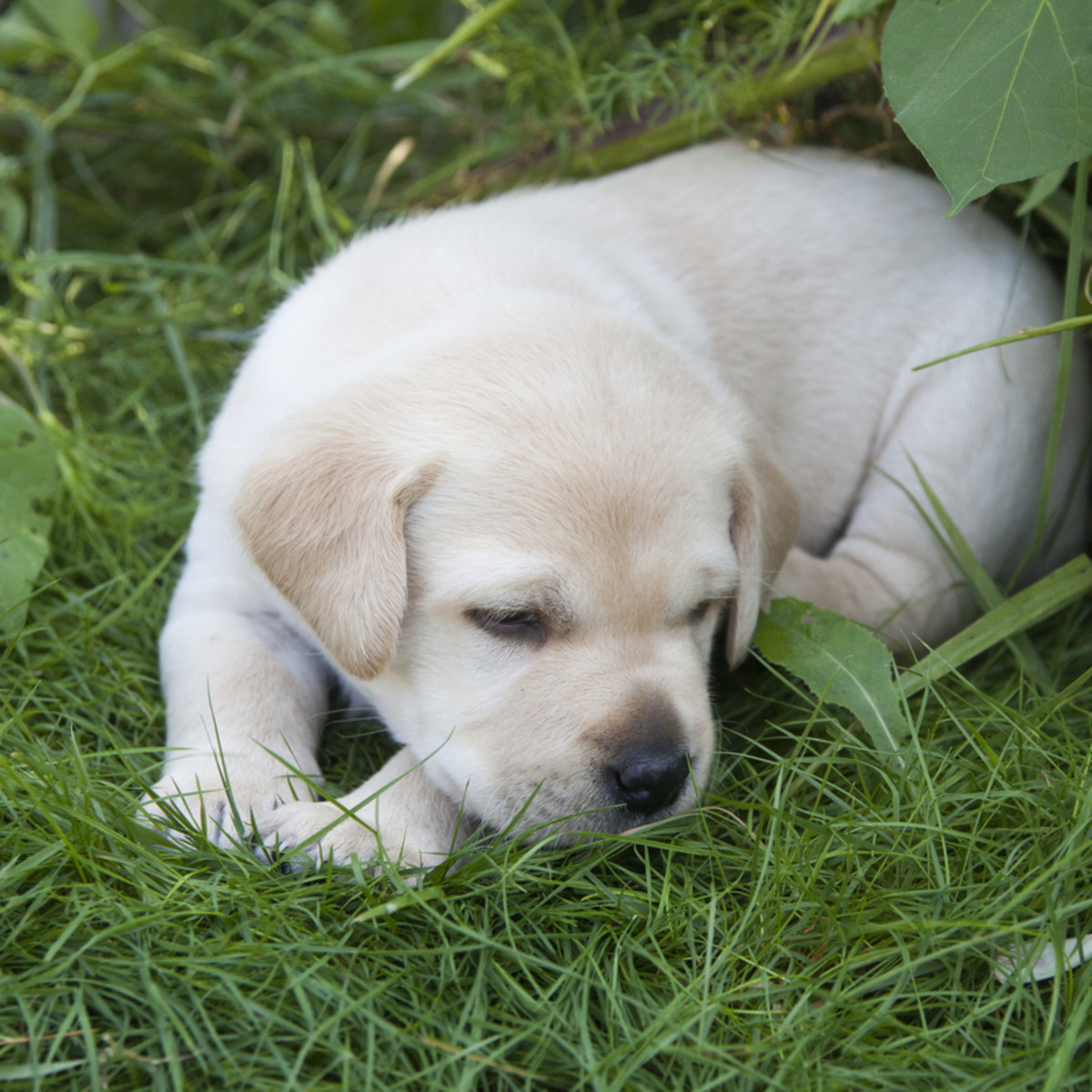 Lab Puppies for Sale | AKC Labrador Retriever Breeder | Charlotte NC |  Nationwide Delivery, image size:1200x1200