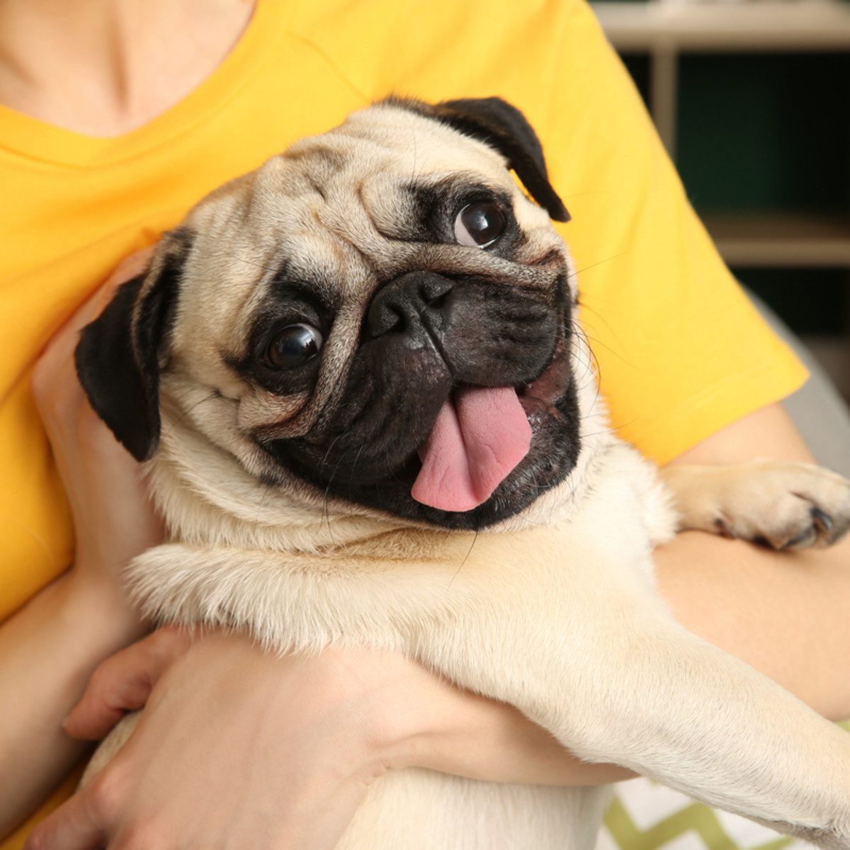 Tiny Pug's Incredible Glow-up From 'Roly-Poly to Wrinkle-Free' Could Be a  Fabric Softener Poster Boy - Parade Pets, image size:1200x1200