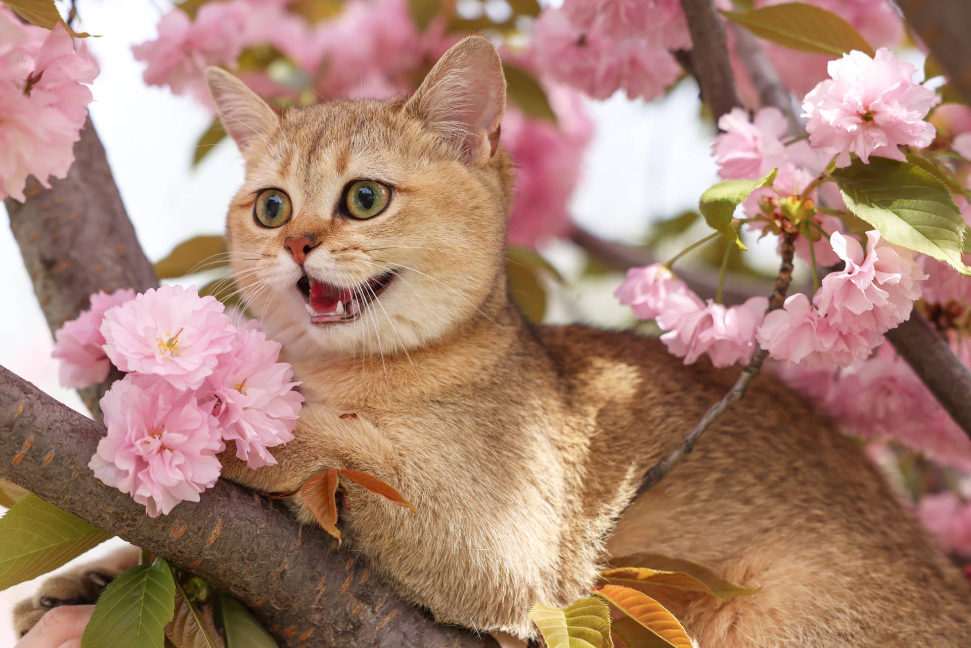Cat Flowers, 20 Pieces, 10 Types, Cat Charm, Cherry Blossom Cat Flowers, 20 Pieces, 10 Types, Cat Charm, Cherry Blossom