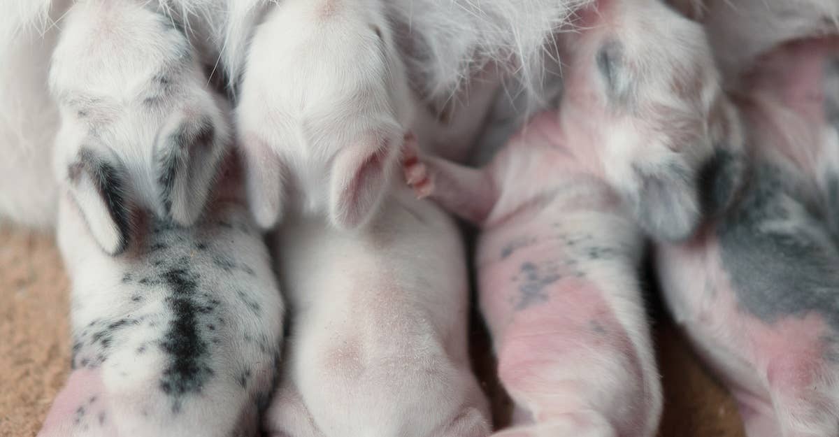 3 Day Old Rabbit