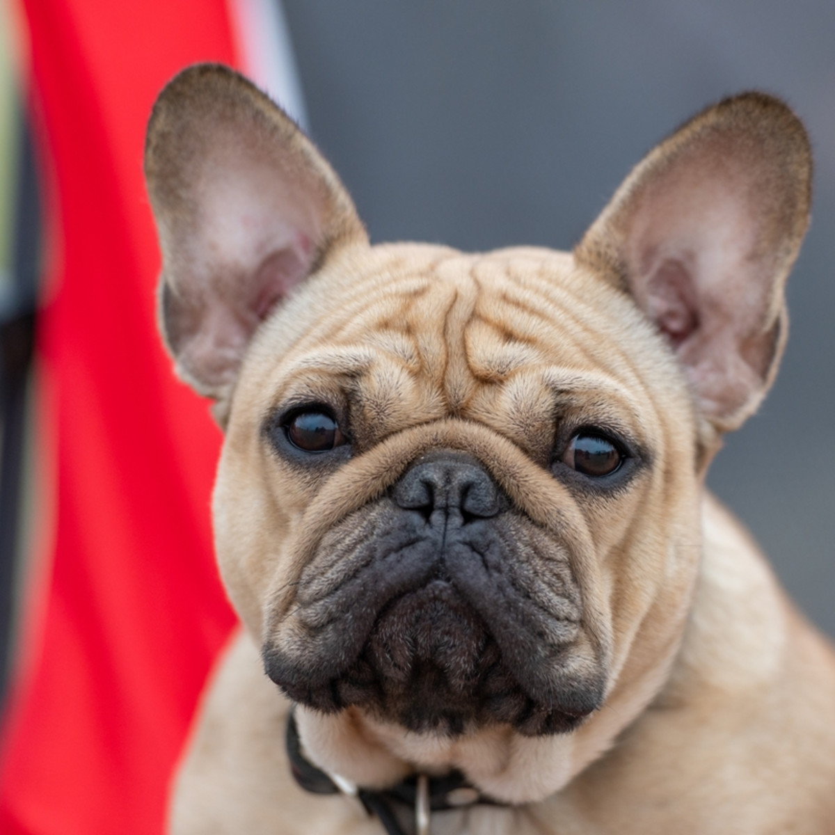 Grumpy Dog Faces: Understanding Your Pet's Expressions, image size:1200x1200