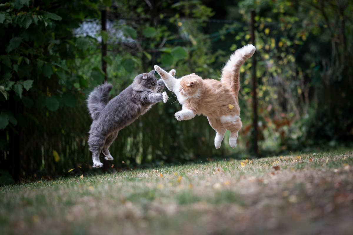 cat fight funny pictures