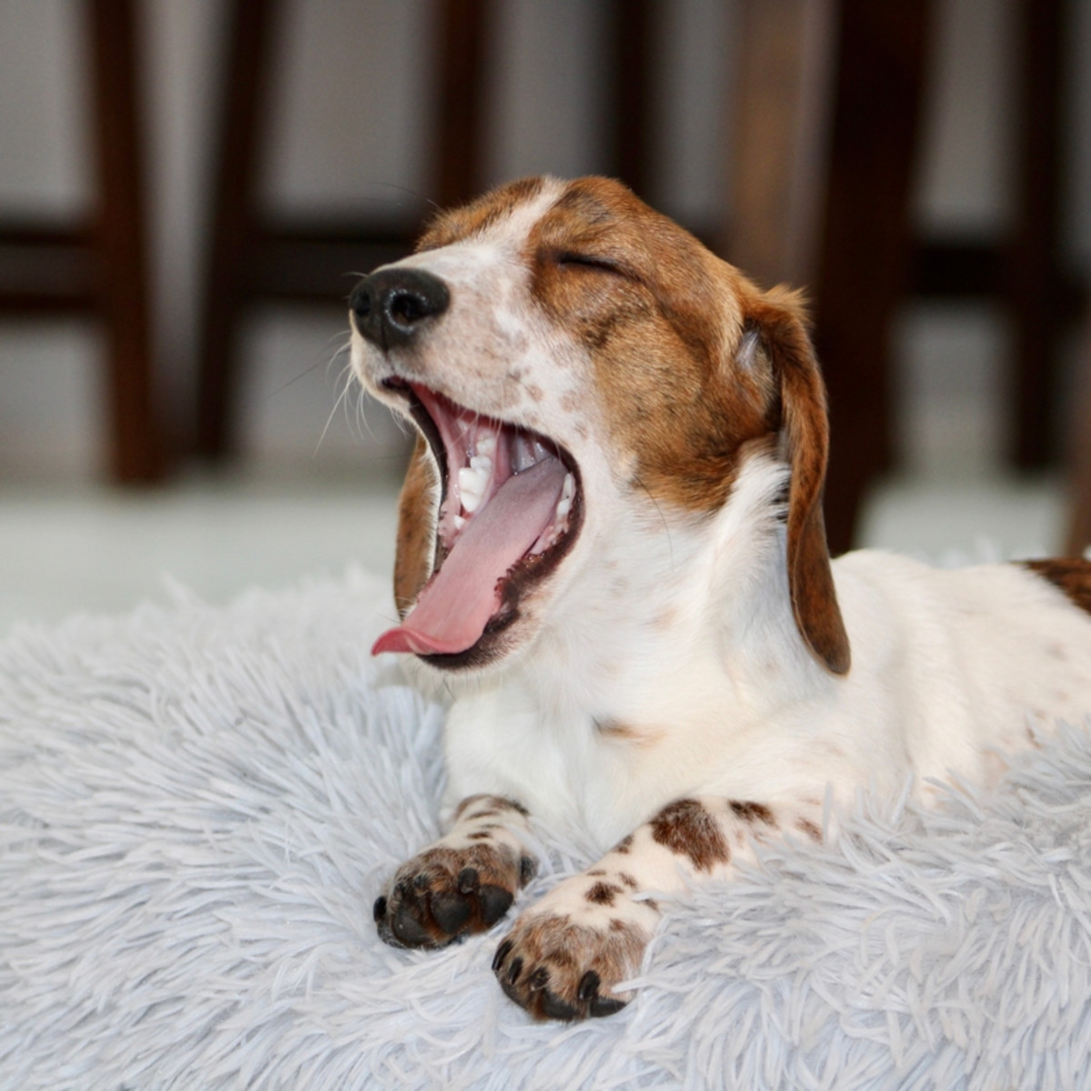 Mini Dachshund's Adorable Napping Spot Has Fans Swooning - Parade Pets, image size:1200x1200