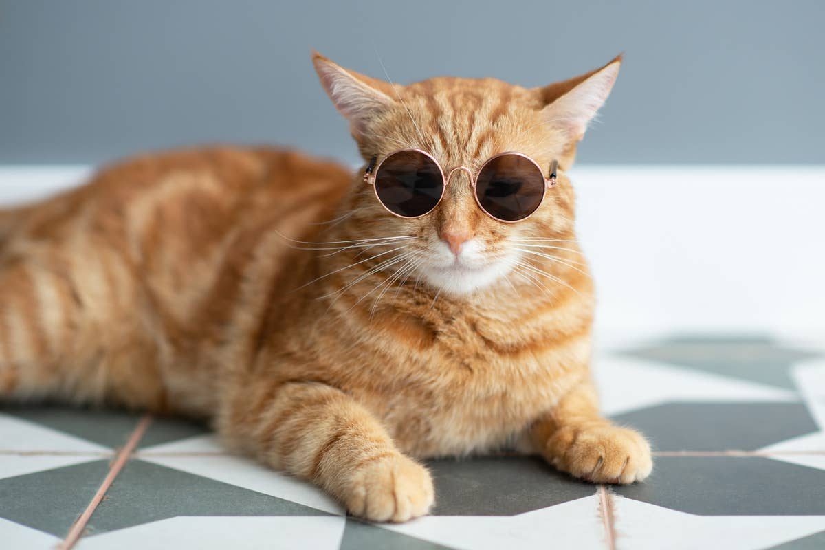 orange cat pictures funny