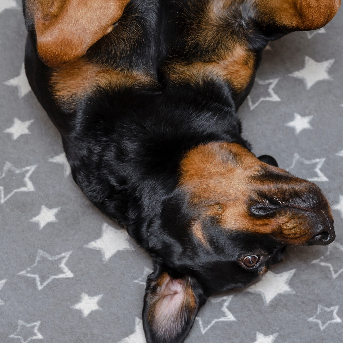 ROTTWEILER B.D SWEAT DOG BLESS YOU ブラックＬ ROTTWEILER B.D SWEAT DOG BLESS YOU ブラックL - メルカリ
