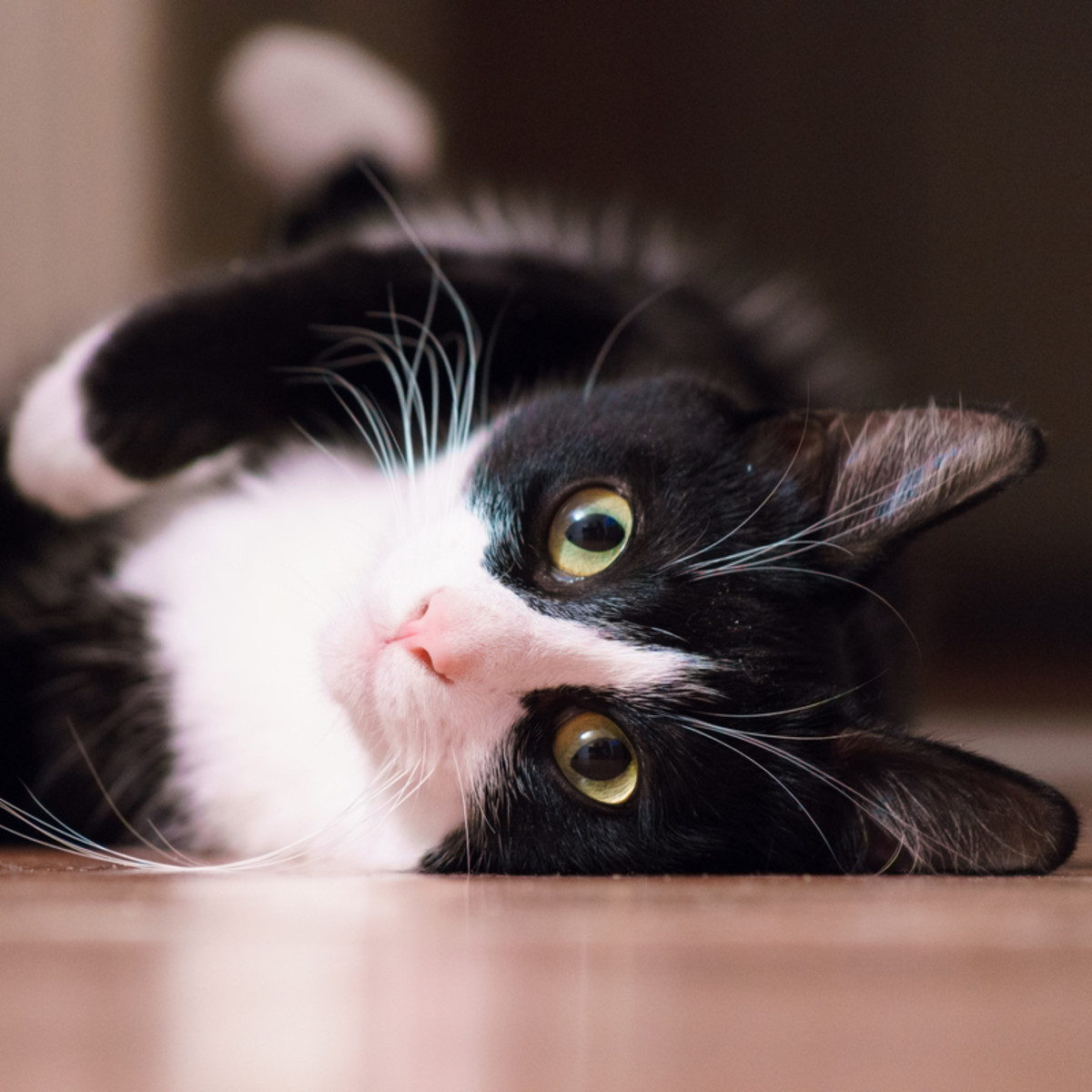 Black Cat 'Meows With a British Accent' and We Can't Unhear It - Parade Pets, image size:1200x1200