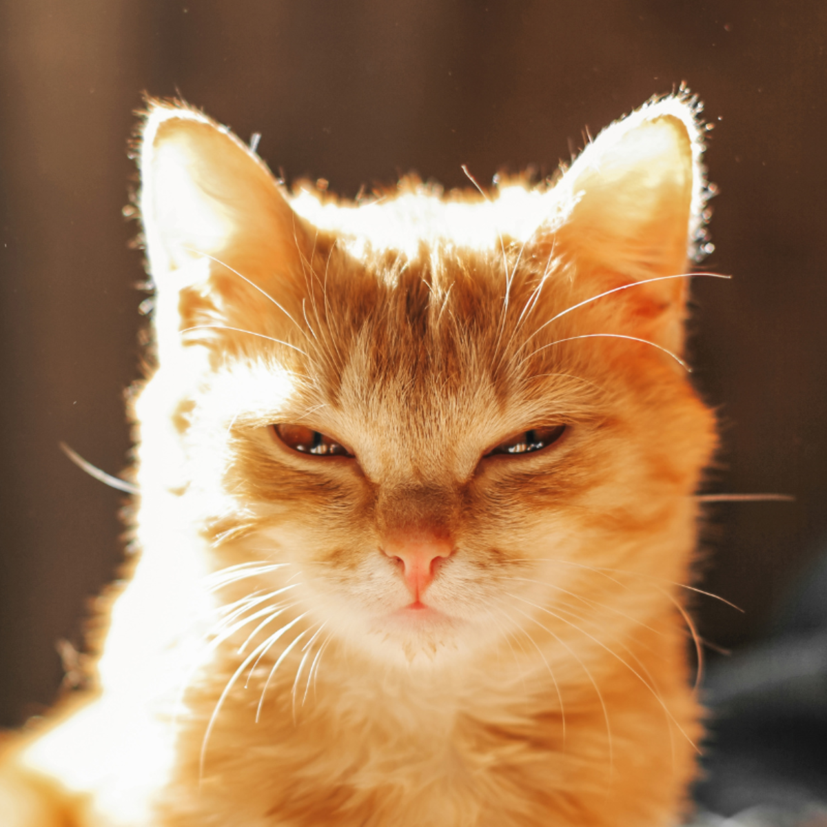 レノックス猫 Playing with Peares orange-cats-hilarious-escape-