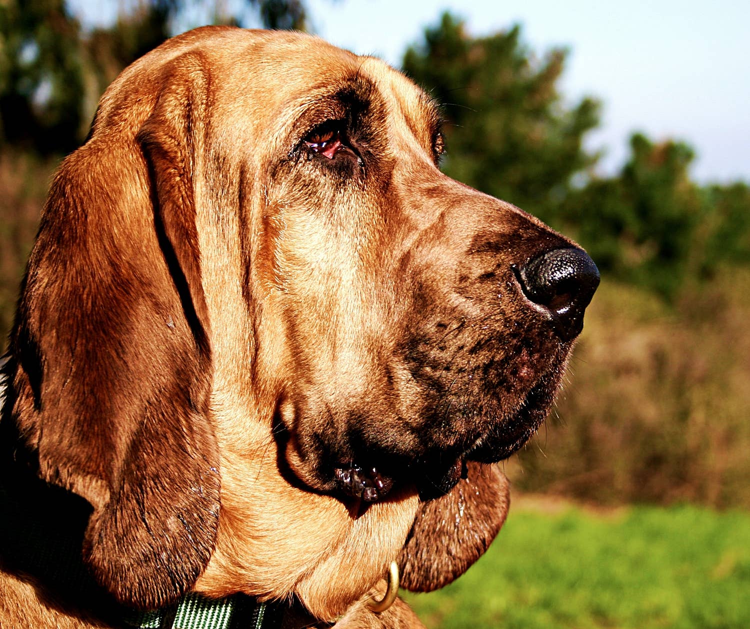 30-hound-dogs-top-clean.jpg