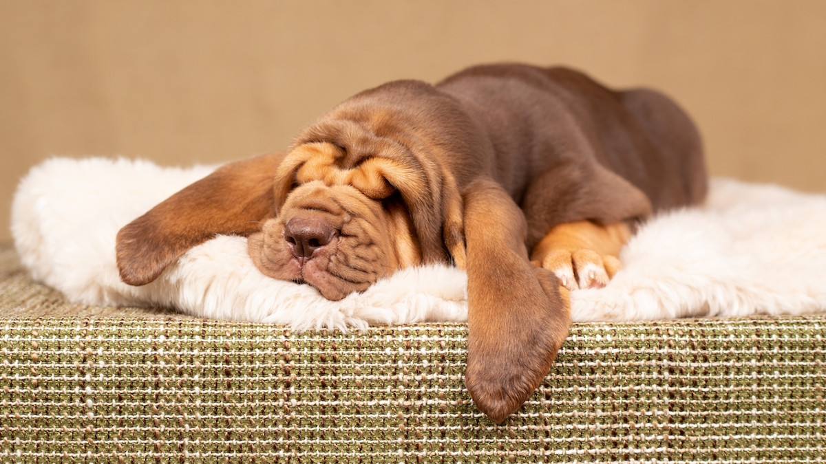 Baby Bloodhound Learning to Howl is the Cutest Thing You'll Hear All Day -  Parade Pets, image size:1200x675